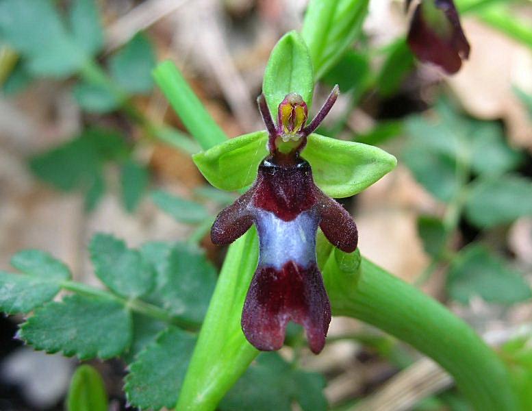 Ophrys insectifera